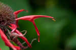 Scarlet beebalm